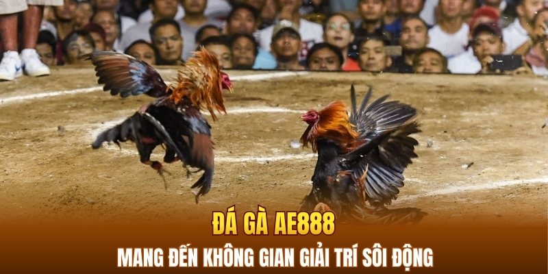 Đá gà AE888 mang đến không gian giải trí sôi động